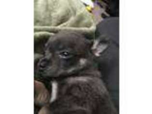 Chihuahua Puppy for sale in Independence, MO, USA