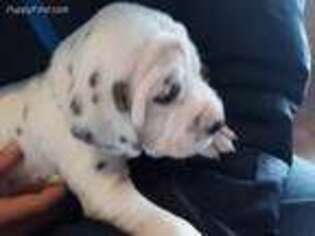 Dalmatian Puppy for sale in Lewiston, ID, USA