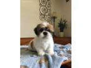 Mutt Puppy for sale in Holiday, FL, USA