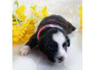 Miniature Australian Shepherd Puppy for sale in Whitwell, TN, USA