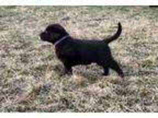 Labrador Retriever Puppy for sale in Ellensburg, WA, USA