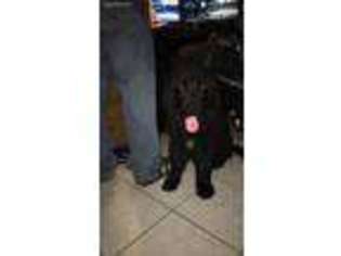 Newfoundland Puppy for sale in Varna, IL, USA