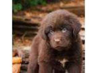 Newfoundland Puppy for sale in Etna Green, IN, USA