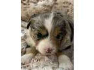 Miniature Australian Shepherd Puppy for sale in Louisville, KY, USA