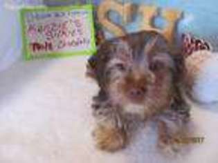 Silky Terrier Puppy for sale in Hopatcong, NJ, USA