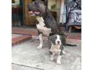 American Pit Bull Terrier Puppy for sale in RICHMOND, CA, USA