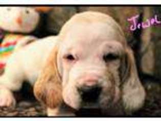 Basset Hound Puppy for sale in Polson, MT, USA