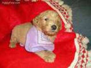 Goldendoodle Puppy for sale in Machias, NY, USA