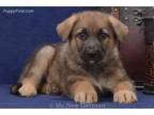 German Shepherd Dog Puppy for sale in Branson, MO, USA