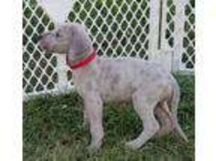 Great Dane Puppy for sale in Afton, IA, USA