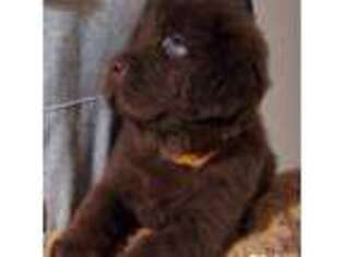 Newfoundland Puppy for sale in Bloomfield, IN, USA