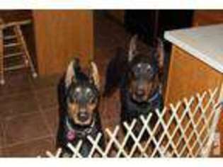 Doberman Pinscher Puppy for sale in GARDNERS, PA, USA
