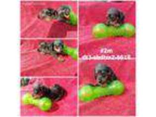 Dachshund Puppy for sale in Bunceton, MO, USA