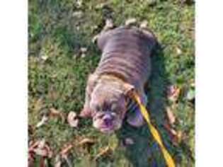 Bulldog Puppy for sale in Locust Grove, OK, USA