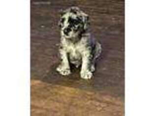 Labradoodle Puppy for sale in Jonesboro, AR, USA