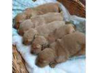 Golden Retriever Puppy for sale in Oakville, IA, USA