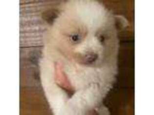 Pomeranian Puppy for sale in Brevard, NC, USA