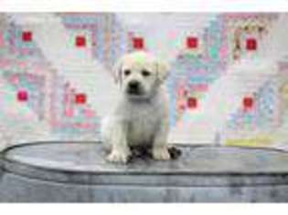 Labrador Retriever Puppy for sale in Ringtown, PA, USA