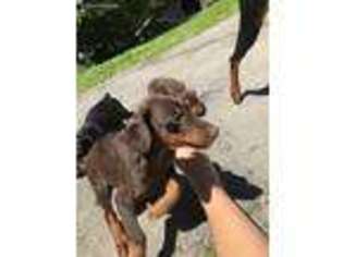 Doberman Pinscher Puppy for sale in Acushnet, MA, USA