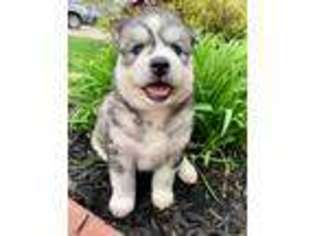 Siberian Husky Puppy for sale in Fredericktown, OH, USA