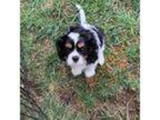 Cavalier King Charles Spaniel Puppy for sale in Wake Forest, NC, USA