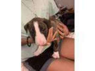 Bull Terrier Puppy for sale in Magnolia, NC, USA