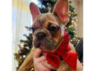 French Bulldog Puppy for sale in Deer Lodge, TN, USA