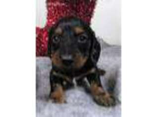 Dachshund Puppy for sale in Pomona, MO, USA