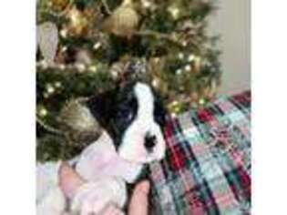Boxer Puppy for sale in Gardner, IL, USA