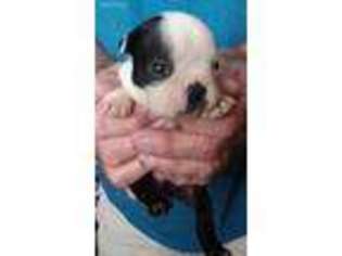 Mutt Puppy for sale in Avon Park, FL, USA