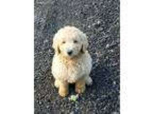 Goldendoodle Puppy for sale in Yacolt, WA, USA