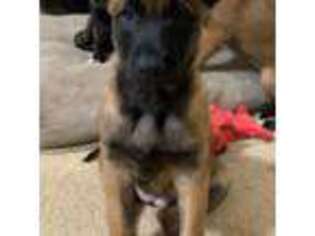 Belgian Malinois Puppy for sale in Glasgow, KY, USA