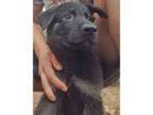 German Shepherd Dog Puppy for sale in Longview, TX, USA