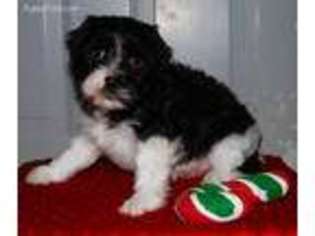 Cavachon Puppy for sale in Gap, PA, USA