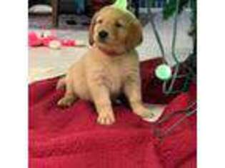 Golden Retriever Puppy for sale in Cape Canaveral, FL, USA