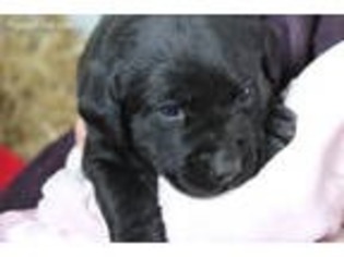Labrador Retriever Puppy for sale in Marion, WI, USA