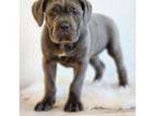 Cane Corso Puppy for sale in Akron, NY, USA