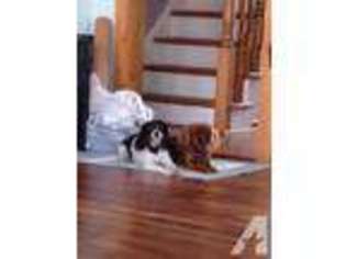 Cavalier King Charles Spaniel Puppy for sale in PAINTER, VA, USA