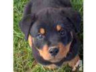Rottweiler Puppy for sale in GLADWIN, MI, USA