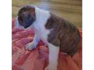 Olde English Bulldogge Puppy for sale in Tupelo, MS, USA