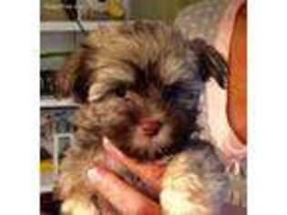 Havanese Puppy for sale in East Amherst, NY, USA