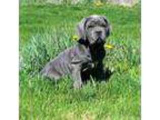 Neapolitan Mastiff Puppy for sale in Clarence, MO, USA