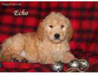 Goldendoodle Puppy for sale in Aurora, MO, USA