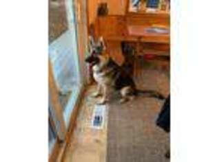 German Shepherd Dog Puppy for sale in Longview, WA, USA