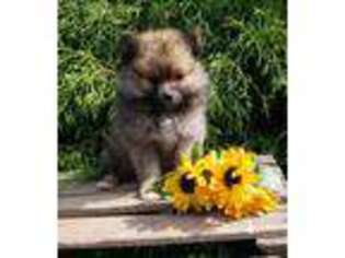 Pomeranian Puppy for sale in Cayuga, NY, USA
