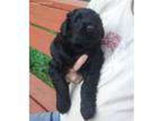 Black Russian Terrier Puppy for sale in Lebanon, OR, USA
