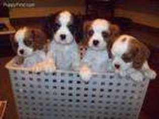 Cavalier King Charles Spaniel Puppy for sale in Flushing, MI, USA