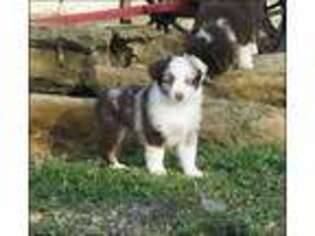 Miniature Australian Shepherd Puppy for sale in Elmore City, OK, USA