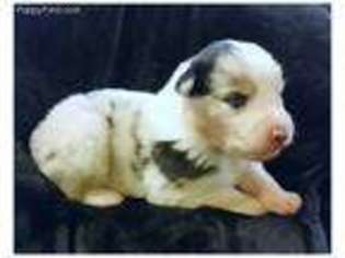 Australian Shepherd Puppy for sale in Harleysville, PA, USA