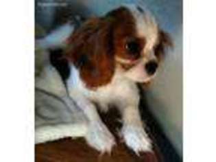 Cavalier King Charles Spaniel Puppy for sale in Laguna, NM, USA